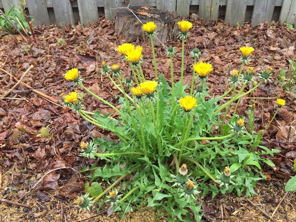 Dandelions are not desired in Lawns
